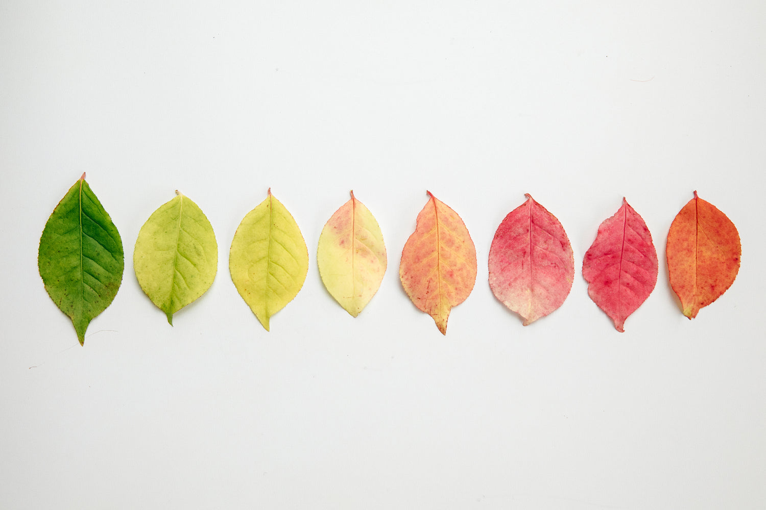 flat lay of autumn leaves